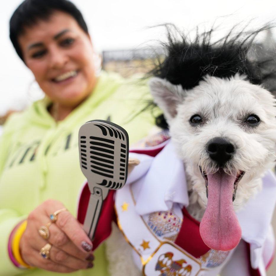 Dozens of costumed canines get their chance to trick-or-treating at Howloween event in Michigan